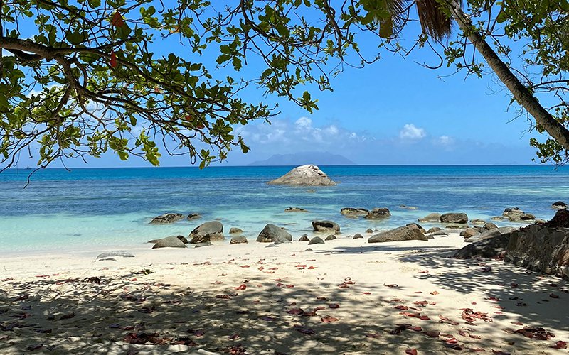 beach with tree and sea